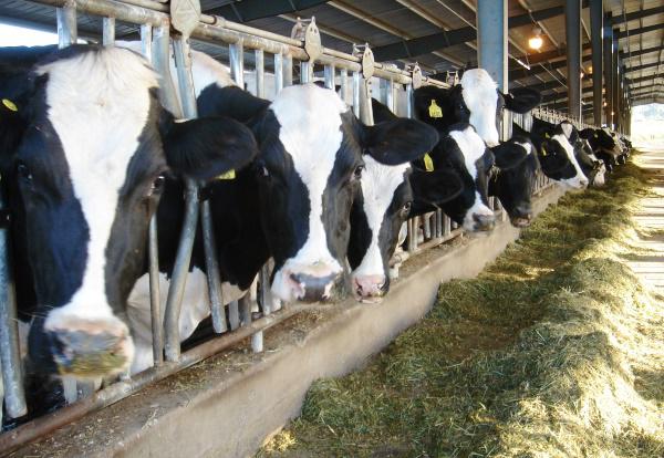 Строительство откормочной площадки